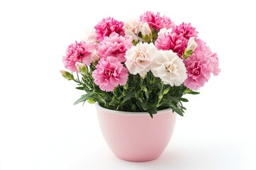 Colorful carnation flowers in the pot isolated on a white background 