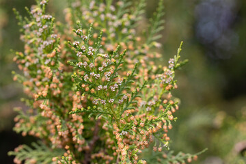 leaves and seed pods of Platycladus orientalis