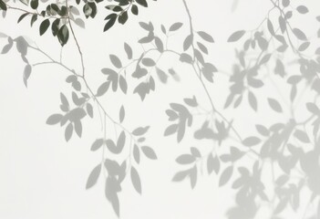 shadows of tree leaves casting on a white wall