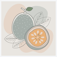 Vibrant Feijoa Fruit Vector Illustration  Fresh and Detailed Graphics