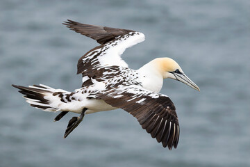 Northern Gannet, Morus bassanus, immature or sub-adult bird in flight