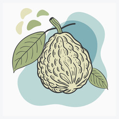 Ugli Fruit Vector Illustration  Fresh Citrus Fruit Design.