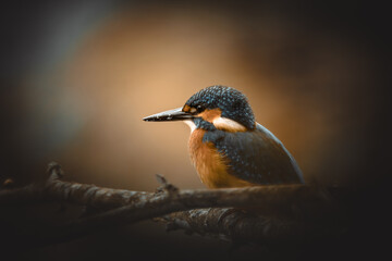 Der Eisvogel
Der Eisvogel (Alcedo atthis) ist die einzige in Mitteleuropa vorkommende Art aus der Familie der Eisvögel (Alcedinidae).