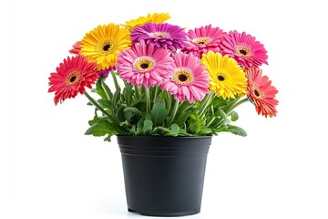 Colorful helenium flowers in the pot isolated on a white background