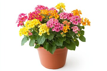 Colorful lantana flowers in the pot isolated on a white background