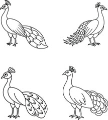 The peacock is sitting isolated on a white background. One line continuous bird. Line art beautiful bird peacock, outline vector illustration.