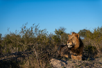 A single male lion lying down with a blue background or sky as seen on Safari in Africa.