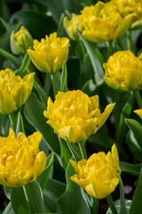 flowerbed of a yellow tulip Marie Jo