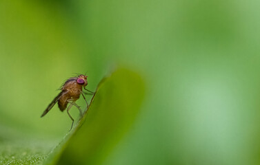 A macro photograph of a common housefly. Common housefly with blurred green background.