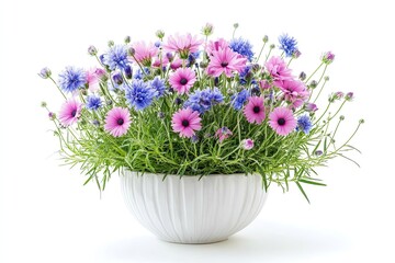 Fototapeta premium Colorful love-in-a-mist flowers in the pot isolated on a white background