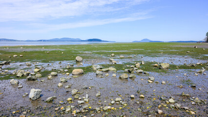 Rocky low tide at Padilla Bay National Estuarine Research Reserve with horizon 