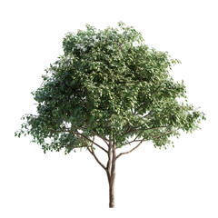 Detailed Tree Illustration on Transparent Background