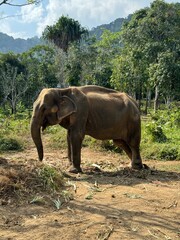 Obraz premium Thai Elephant in Phuket Thailand