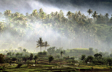 neblige Landschaft im Paradies von Bali