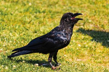 Fototapeta premium Cape crow or black crow (Corvus capensis)