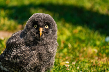 Great grey owl baby owlet