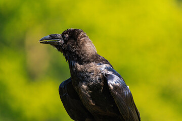 Cape crow or black crow (Corvus capensis)