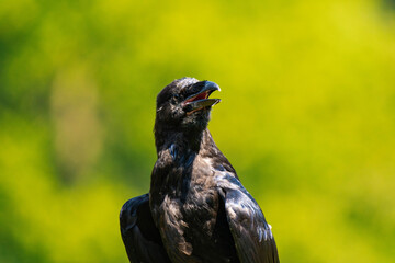 Cape crow or black crow (Corvus capensis)