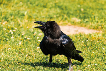 Cape crow or black crow (Corvus capensis)