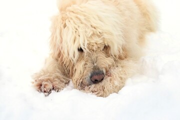 Goldendoodle beisst sich Schneeklumpen von den Pfoten