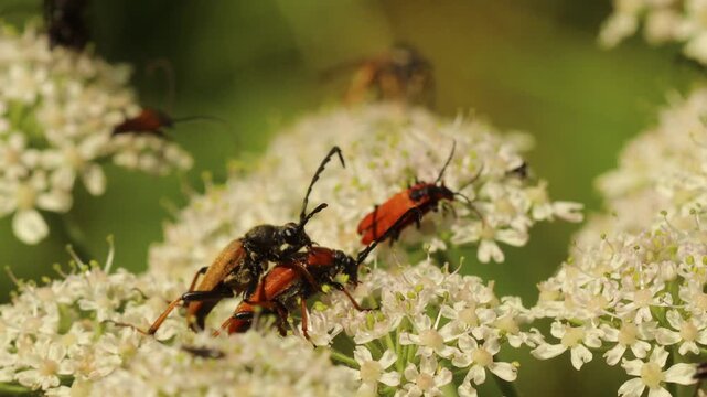 Verschiedene K&auml;fer auf Bl&uuml;tendolde des Wiesen-B&auml;renklaus (Heracleum sphondylium)