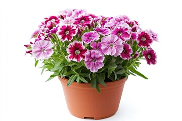 Colorful sweet William flowers in the pot isolated on a white background