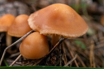 mushroom in the forest