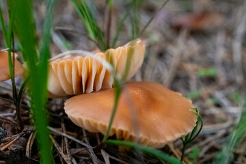mushroom in the forest