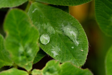 Water Drops on a Leaf