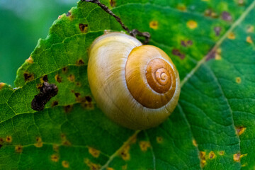 snail on a leaf
