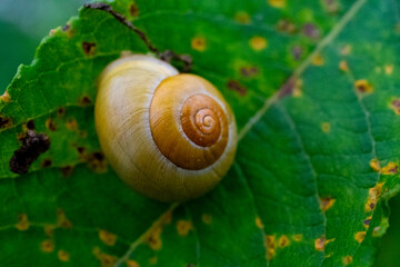 snail on a leaf