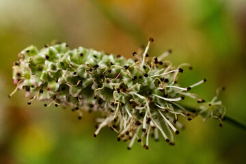 Close Up of a White Flower