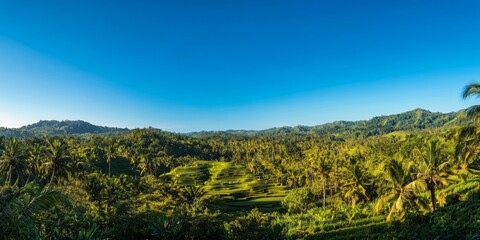 Fototapeta premium Lush Green Lombok: Pristine Tropical Forests and Terraced Rice Fields Under the Clear Indonesian Sky, Embracing the Natural Beauty of Indonesia's Landscape