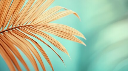 Fototapeta premium Close-up of a dried palm leaf