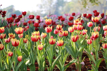 red tulips in the garden