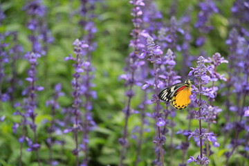 butterfly on a flower