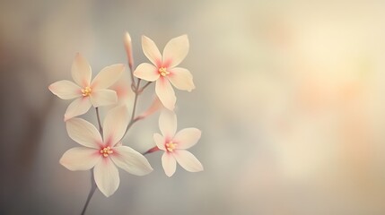 Delicate White Flowers with Pink Hues on a Blurred Background