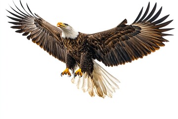Fototapeta premium Eagle flying and screeching isolated on a white background