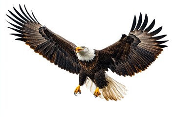 Obraz premium Eagle flying and screeching isolated on a white background