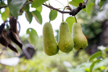 Fresh Green Pears on a Branch