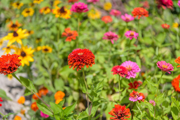 Zinnia flowers on a flower bed in park