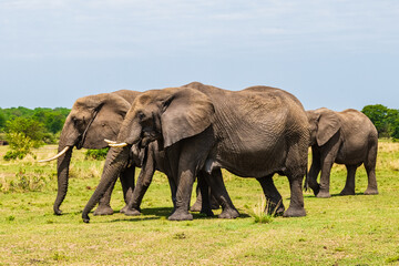 African elephants (Loxodonta) at the Serengeti national park, Tanzania. Wildlife photo