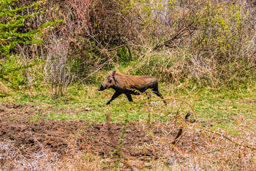 Common warthog (Phacochoerus africanus) at the Lake Manyara national park, Tanzania. Wildlife photo