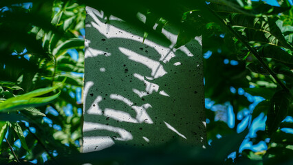 shadow of leaves