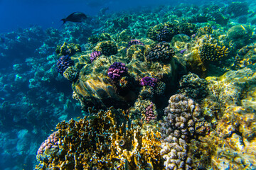 Colonies of the corals and tropical fishes at coral reef in Red sea