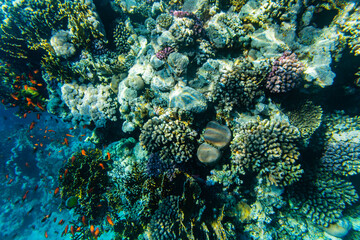 Colonies of the corals and tropical fishes at coral reef in Red sea