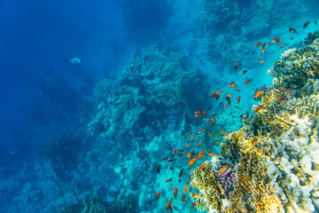 Obraz premium Colonies of the corals and tropical fishes at coral reef in Red sea