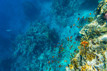 Colonies of the corals and tropical fishes at coral reef in Red sea