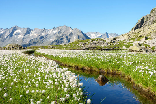 Ein Bergsee in den Tiroler Alpen mit einem Wollgrasteppich