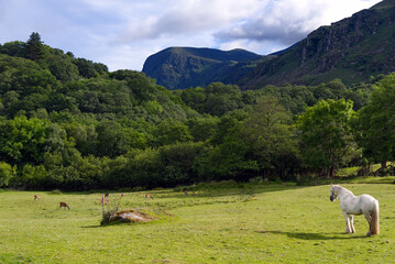 Fototapeta premium Killarney, Ireland - Gap of Dunloe